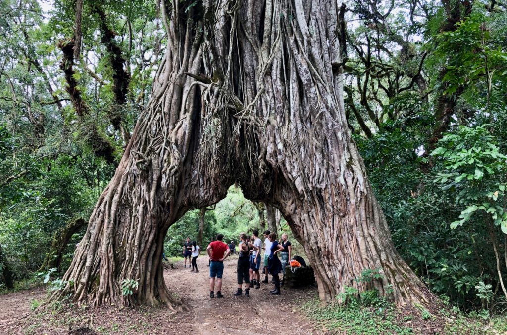 Fig Tree Arch, un arbre exceptionnellement cultivé au Mont Meru
