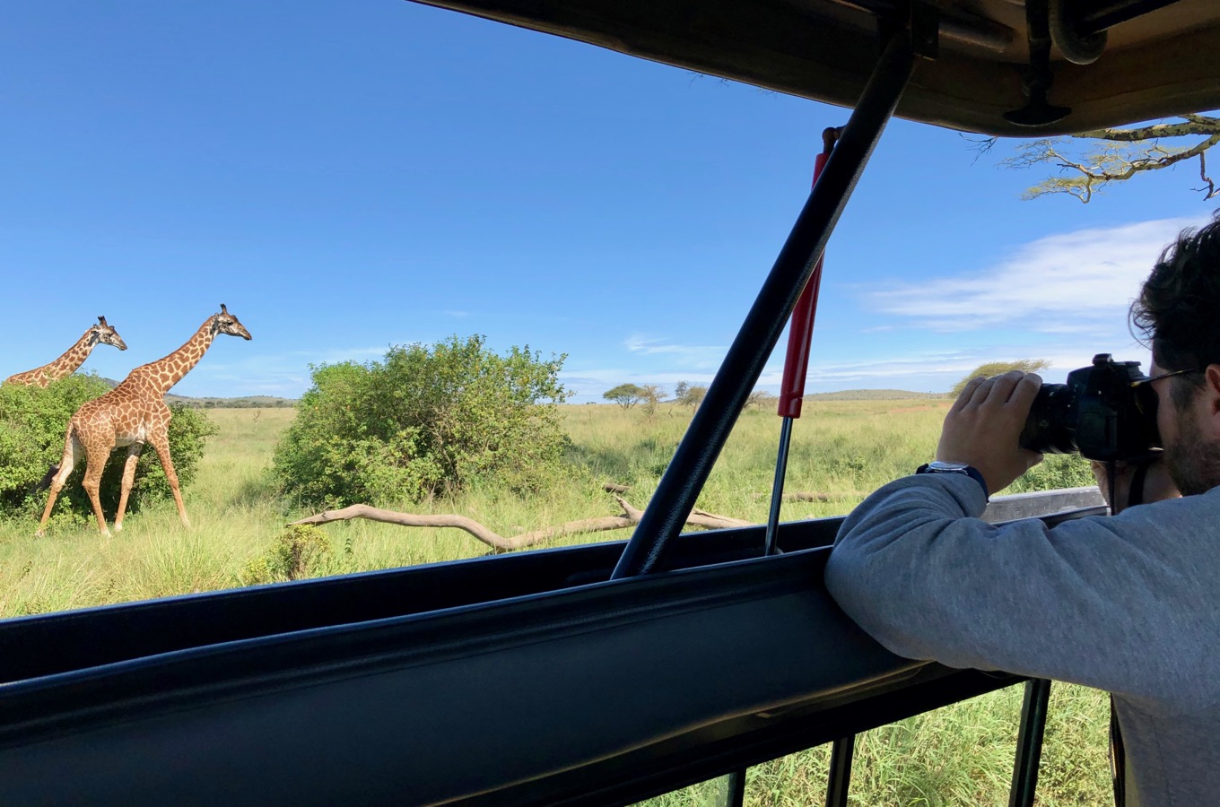 Observation of giraffes during a safari in the Serengeti