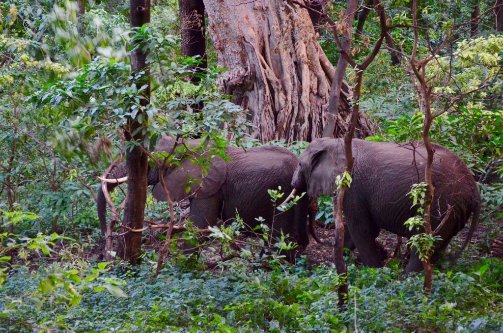 Elephants in Lake Manyara National Park