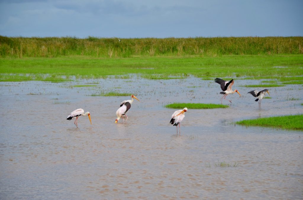 Stork on Lake Manyara in Tanzania