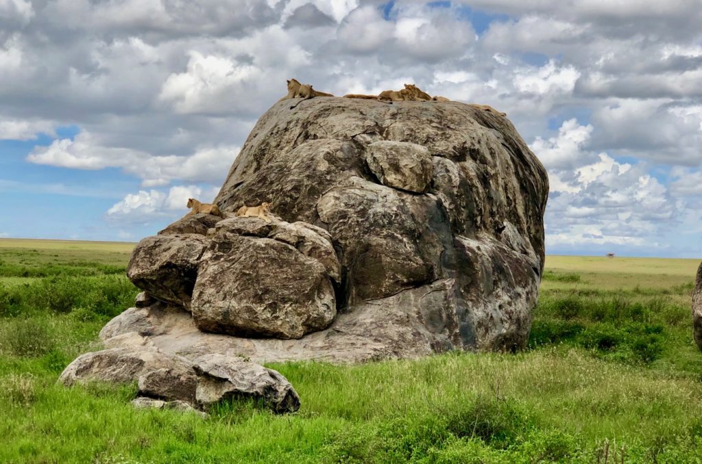 Lions lying on a stone in the Serengeti