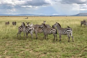 Zebras during the Big Migration in the Serengeti