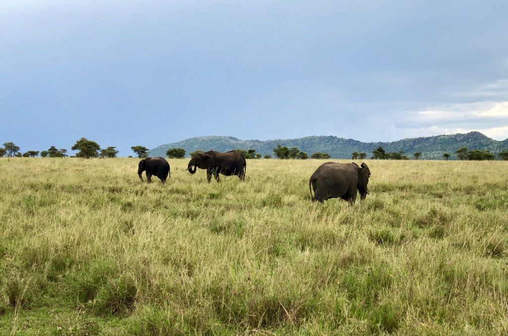 Elephants in the Serengeti steppe