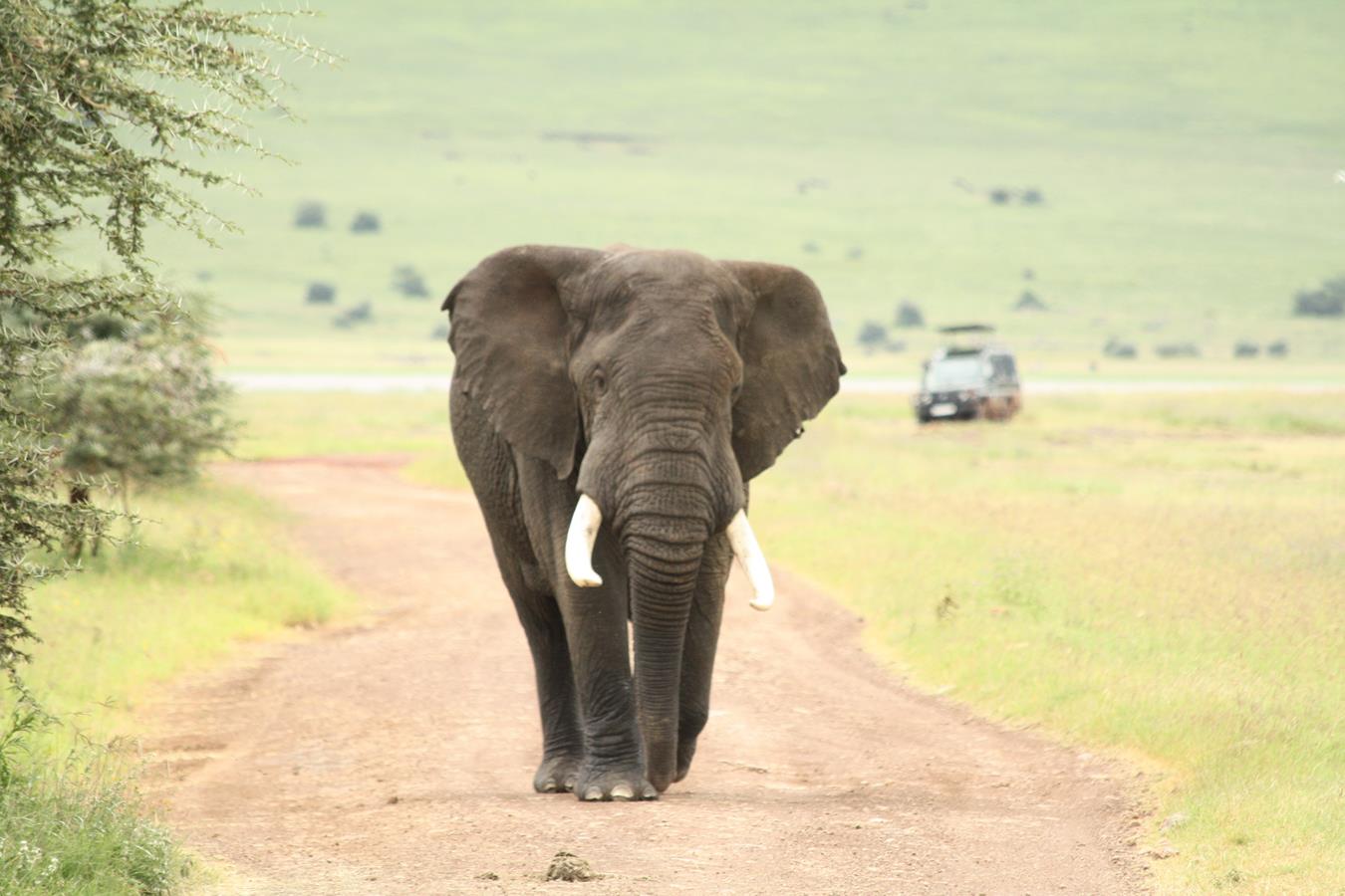 Elefant in der Mash im Ngorongor Crater