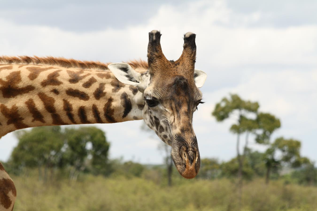 Titre Girafe de la gauche Kenya