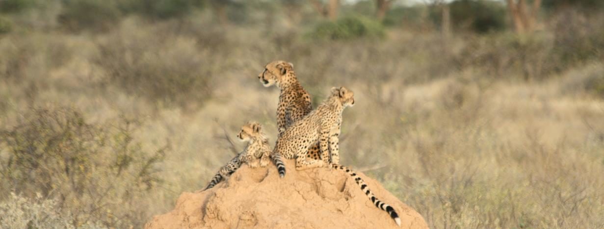 famille cheeta samburu kenya
