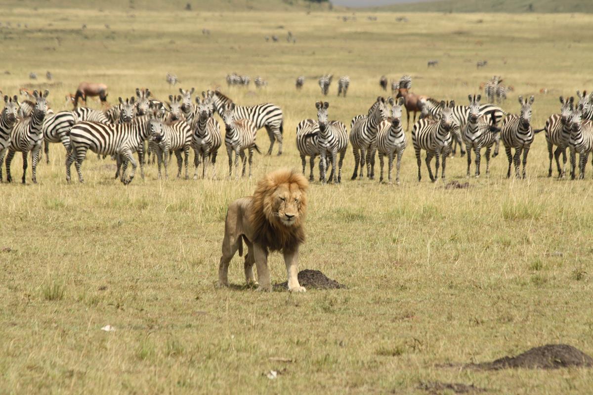 lion in front of zebras maasai mara Kenya