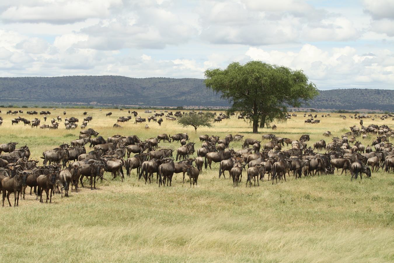 wildbeests in serengeti before great migration