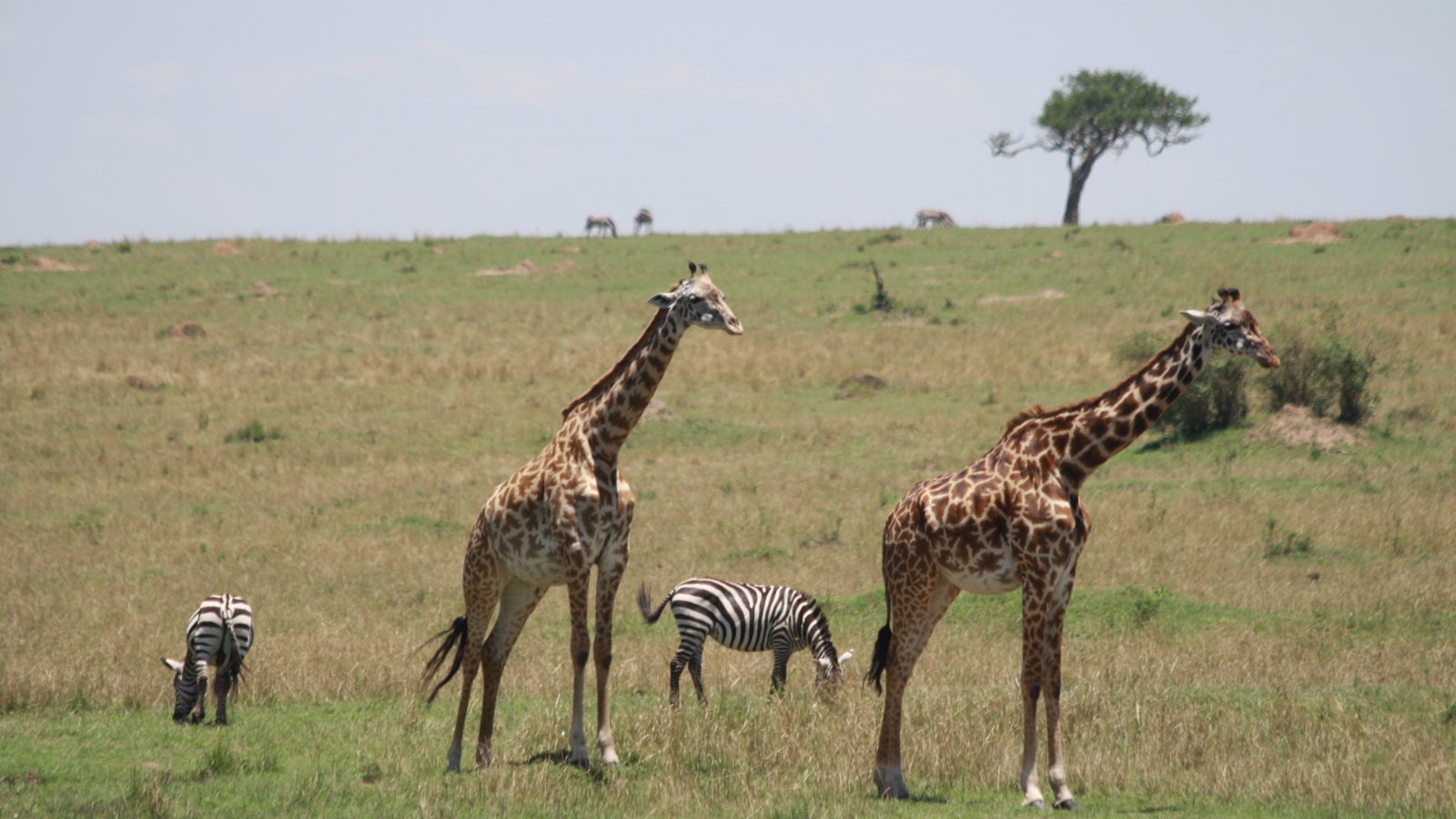 Masai Mara